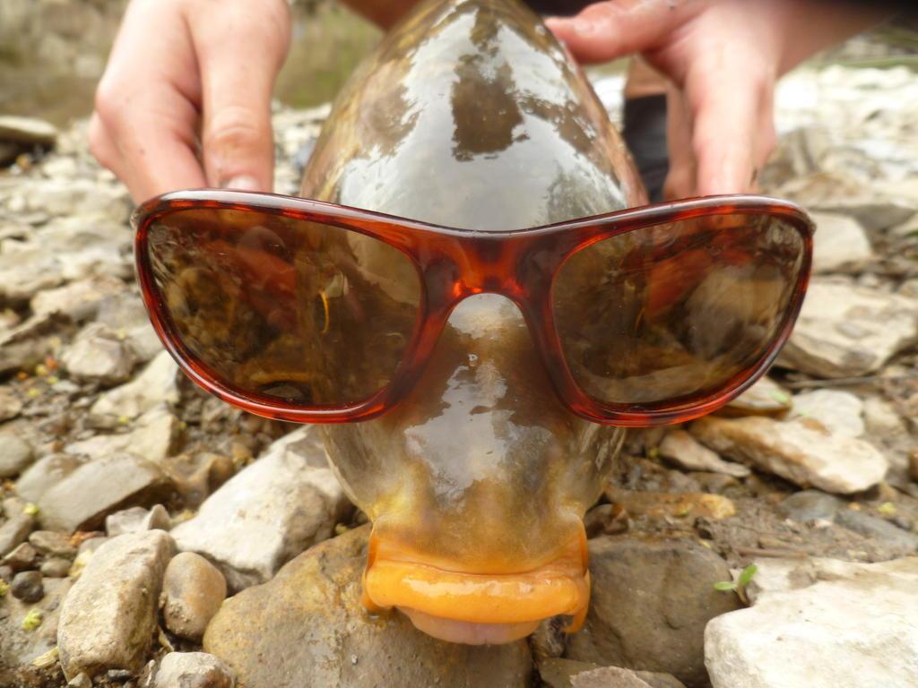 crapi - sunglasses.jpg